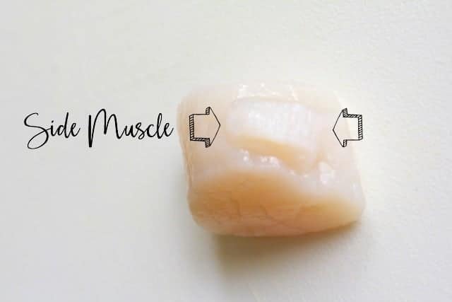 Photo showing the side muscle on a scallop.