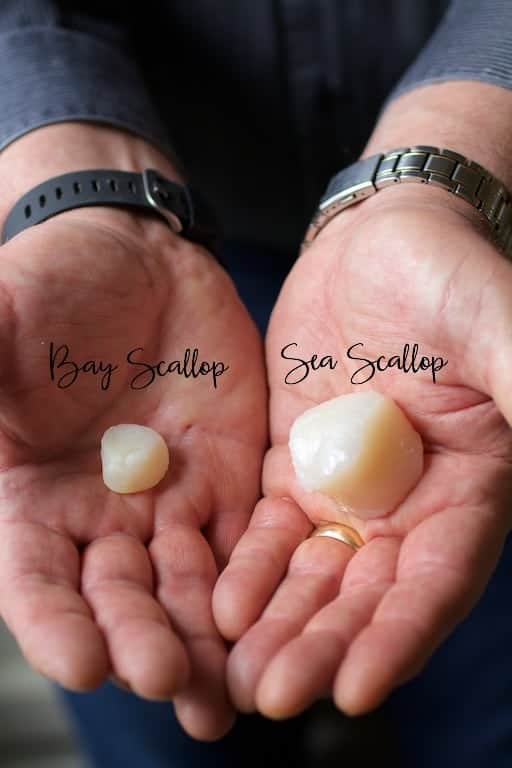 Photo showing the difference between a bay scallops and sea scallop.