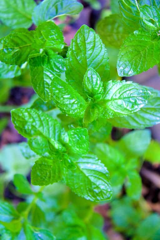 Photo of fresh mint.