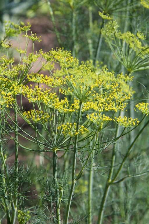 Photo of fresh dill growing outside.