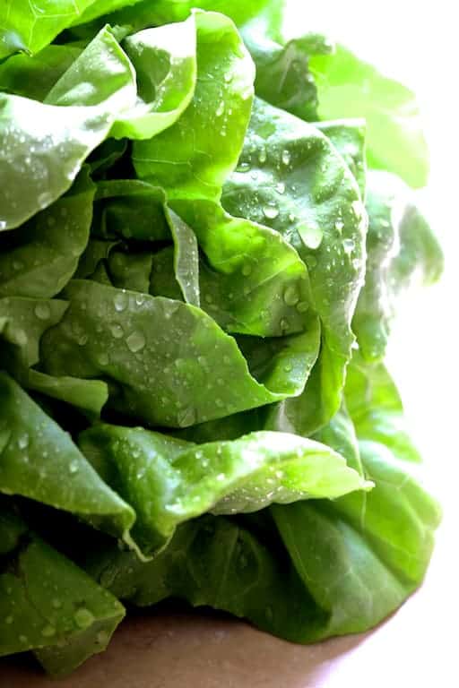 Close-up photo of fresh lettuce that has been freshly washed.