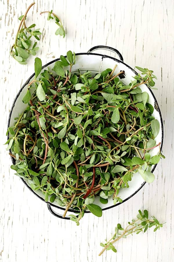 Photo of fresh purslane in white colander on white background.