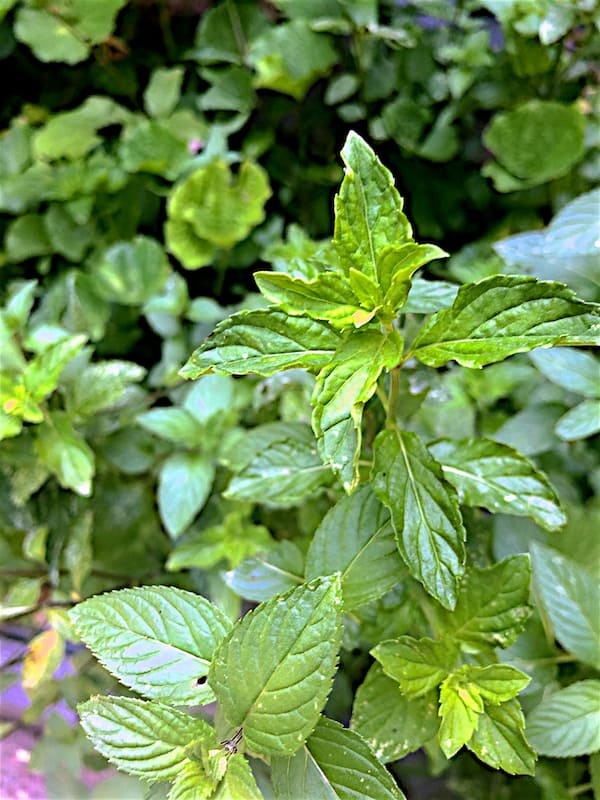 Photo of fresh mint.