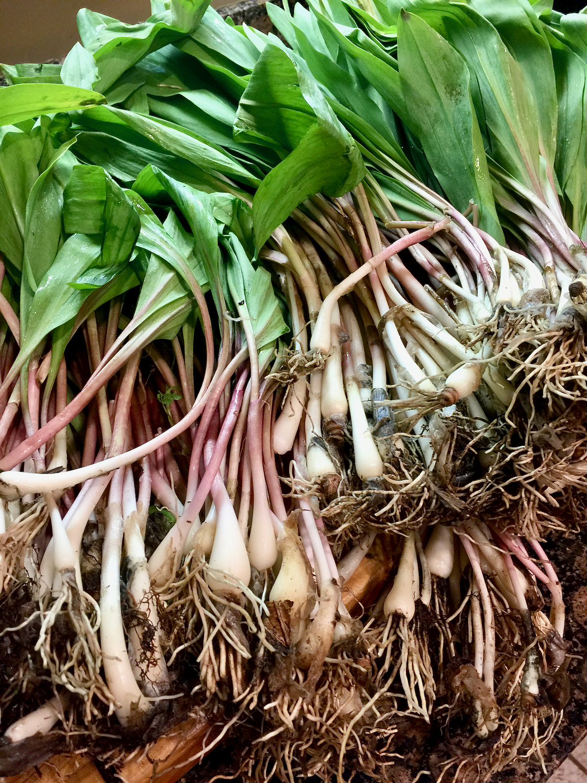 Freshly dug ramps with dirt still on the roots.