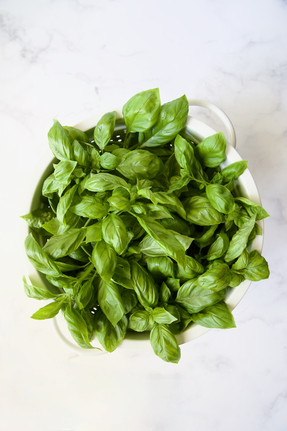 Colander full of fresh basil.