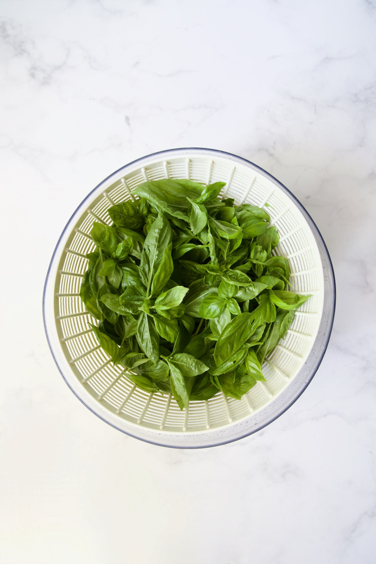 Fresh basil in salad spinner.
